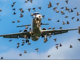 Péril animalier : 656 incidents enregistrés dans les aéroports du Cameroun en sept ans