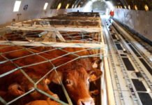 Cameroun : Le MINEPIA transporte 165 vaches par Boeing de Paris à Garoua pour augmenter la production nationale de lait