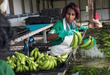 Des investisseurs nigérians veulent ouvrir une agro-industrie de plantain au Port autonome de Kribi (PAK)